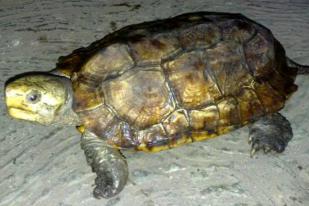 Kura-kura Paruh Betet yang Kian Langka