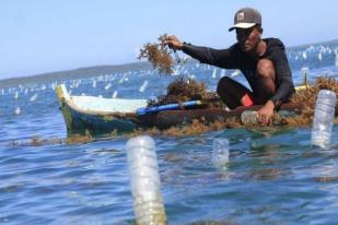 Aturan Delisting Rumput Laut di AS akan Turunkan Ekspor RI