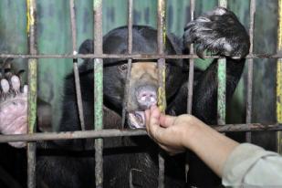 BBKSDA Riau Selamatkan Induk-Anak Beruang Madu Tersesat