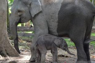 Gajah Sumatera Lahir di Taman Wisata Alam Buluh Cina