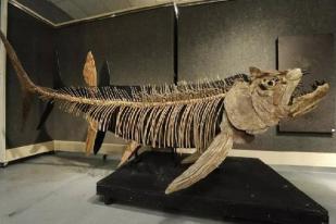Fosil Ikan Predator 70 Juta Tahun Ditemukan di Patagonia
