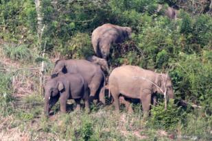 Kawanan Gajah Liar Terjebak di Area Perkebunan Aceh Utara