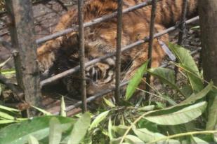 BKSDA Sumbar Tangkap Harimau Sumatera Usai Terkam Ternak