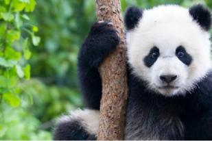 Panda Melahirkan di Kebun Binatang Korea Selatan