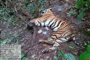 Harimau Sumatra di Riau Mati Terjerat