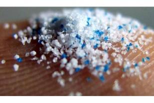 Ecoton Sebut Udang di Tambak Sidoarjo Terindikasi Mikroplastik