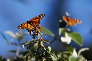 Ubah UU Perlindungan Flora dan Fauna Langka, Pemerintah AS Digugat