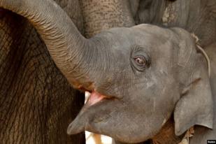 PBB Larang Pengiriman Bayi Gajah Liar ke Kebun Binatang dan Sirkus