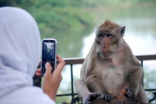 BKSDA Minta Populasi Monyet Ekor Panjang di Gunung Kidul Dikurangi
