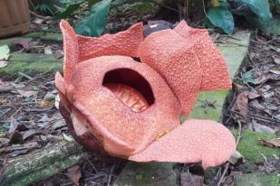 Rafflesia Patma Mekar di Kebun Raya Bogor 14 Kali Sejak 2010