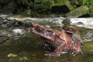 Spesies Baru Katak Tanduk dari Hutan Kalimantan