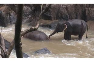 Enam Gajah Mati Saat Mencoba Selamatkan Satu Sama Lain di Air Terjun 