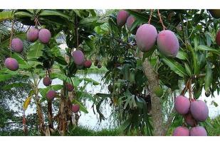 Mangga Kasturi, si Manis Ikon Flora Kalimantan Selatan