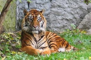WWF Sebut Relokasi Harimau Sumatera Bukan Solusi Konflik di Riau