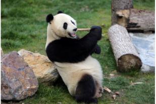 Pertama Kali, China Lepas Panda Raksasa ke Alam Bebas di Luar Sichuan
