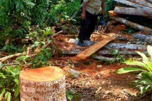 Pembalakan Kayu Hutan Lindung Malang Selatan, Gambaran Pembiaran Perusakan Lingkungan