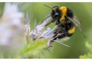 Perubahan Iklim: Populasi Lebah Terancam  Iklim yang Kacau