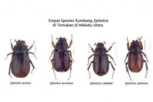 Empat Spesies Baru Kumbang Ditemukan di Maluku Utara