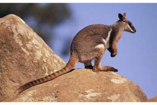 Australia Rilis Daftar 113 Spesies Asli Paling Terdampak Kebakaran Hutan