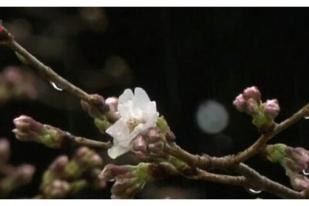 Mulainya Musim Sakura Dinyatakan di Tokyo