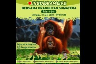 Wisata Virtual Ragunan Hadirkan Pasangan Orangutan Sumatera
