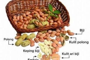 Khasiat Kulit Ari Kacang Tanah untuk Kesehatan