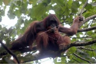 Orangutan Sumatera Muncul di Danau Lau Kawar