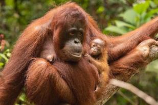 Kalteng: Orangutan Diketahui Masuk Pemukiman Warga