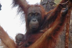 Pancaran, Bayi Orangutan Penghuni Baru Lamandau