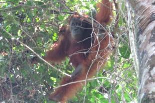BBKSDA Sumut Lepasliarkan Orangutan ke TNGL Langkat