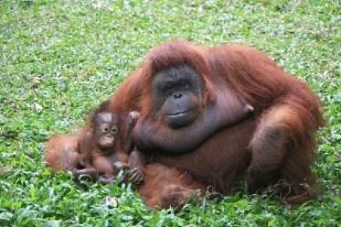 Taman Safari Prigen Tambah Koleksi Satwa Orangutan