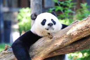 Bayi Panda Tambah Koleksi Kebun Binatang Washington
