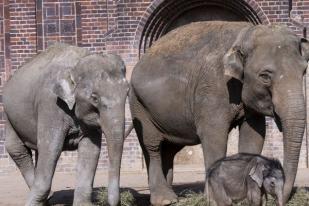 Kebun Binatang Warsawa Uji Minyak Rami Kurangi Stres Gajah