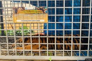 Harimau Sumatera Masuki Kawasan Permukiman, Habitat Menyusut