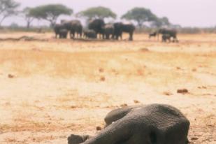 Gajah Zimbabwe Mati Diduga Terinfeksi Bakteri