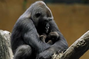 Terancam Punah, Bayi Gorila Lahir di New Orleans AS