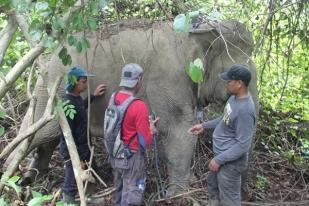 BKSDA Aceh Timur Pasang Alat Pelacak Posisi Gajah Liar