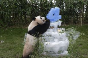 Korsel Sambut Bayi Panda Pertama