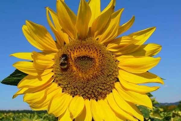 Satu Harapan Bunga Matahari Berkhasiat Antialergi