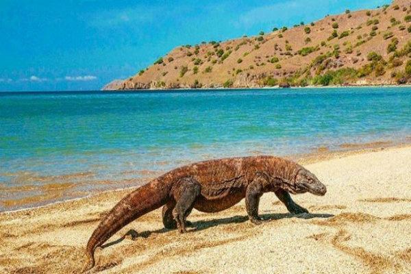 Hasil gambar untuk Taman Nasional Komodo