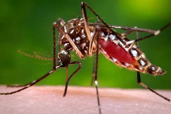 Chikungunya  Pertama di AS