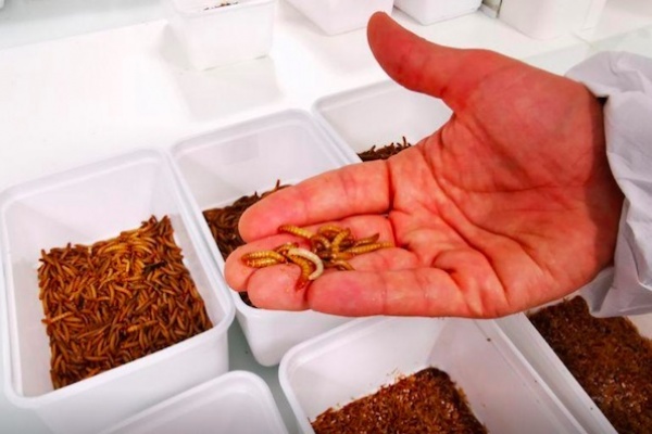 Prancis Bangun Peternakan Serangga Dalam Ruangan Terbesar di Dunia