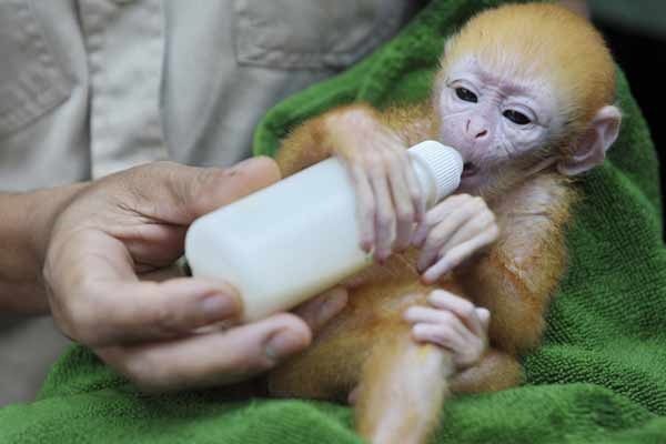 Lutung Jawa Yang Langka Lahir di "Bali Zoo"