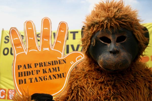 Aksi Selamatkan Habitat Orangutan