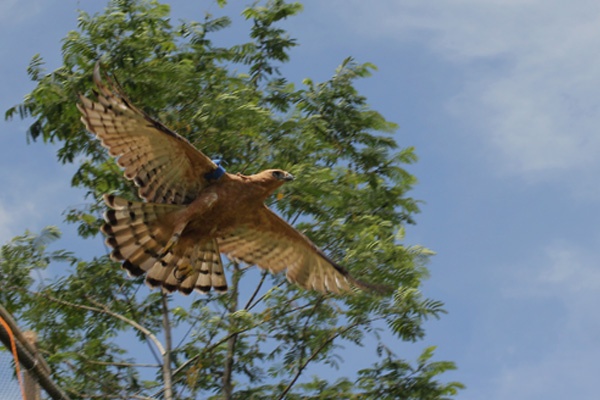 Pelepasan Burung Elang Jawa 