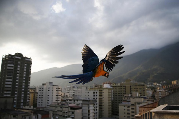 Melihat Keindahan Burung Makaw di Kota Caracas