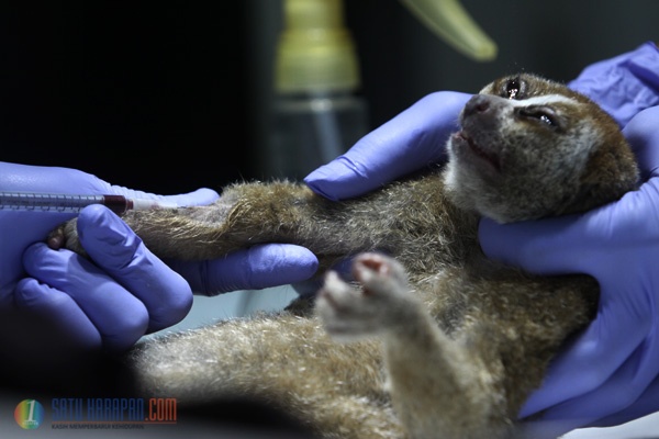 Upaya Penyelamatan Primata Kukang di Pusat Rehabilitasi YIARI