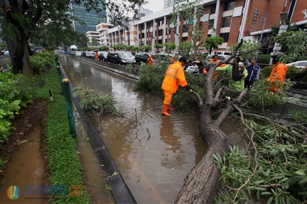 Akibat Hujan Deras, Pohon di Jalan Kuningan Tumbang
