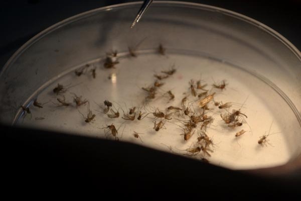 Atasi DBD, Peneliti UGM Kembangkan Nyamuk Ber-Wolbachia