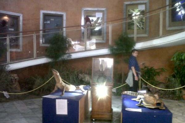 Museum Zoologi  LIPI Gelar Open House